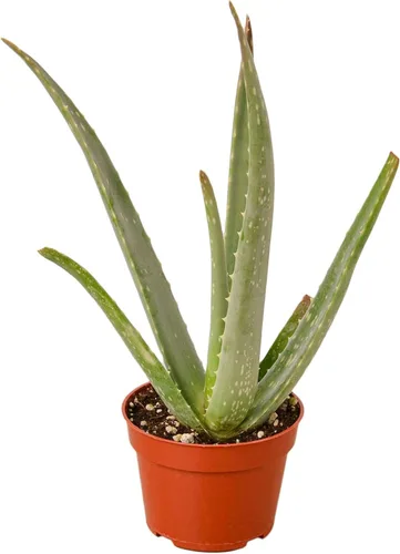 Planta Viva de Aloe Vera para Interior | Diferentes Plantas de Casa en Maceta de 4 Pulgadas & 6 Pulgadas | Planta Real para Sala de Estar, Oficina,