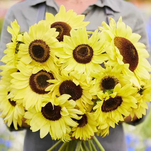 Miniatura 39 de Eden Brothers Semillas de girasol - Autumn Beauty