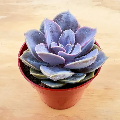 Miniatura 3 de Sprout N Green Echeveria 'Perle von Nürnberg', suculenta viva totalmente enraizada en maceta de 4 pulgadas, planta de casa para decoración de boda