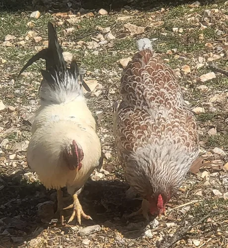 Miniatura 3 de Barnyard Mix Fertile Huevos para incubar de pollo criados en orgánicos (6 huevos)