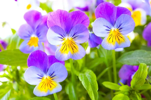 Miniatura 9 de Semillas Viola Tricolor Seed Mix 40+ Semillas para cultivar Viola Johnny Jump-up Mix Primavera o en climas templados Plantación de otoño