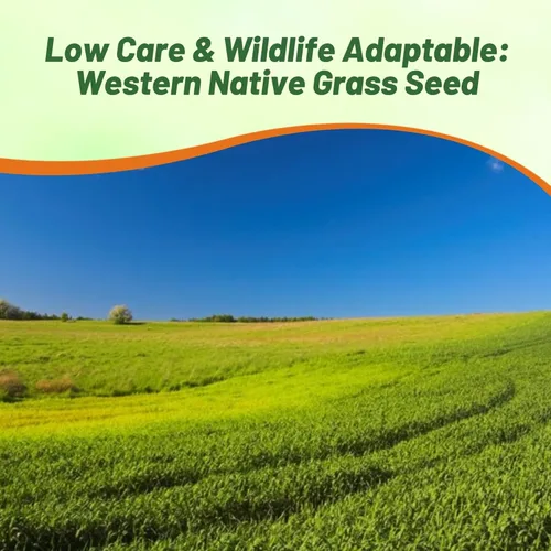 Miniatura 6 de Outsidepride Western Native Grass Seed Mix - Mezcla perenne de temporada cálida y fresca, semillas de césped tolerantes a la sequía para paisajismo