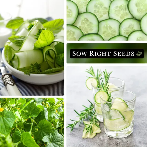 Miniatura 4 de Sow Right Seeds - Semillas de pepino Beit Alpha para plantar - Paquete de reliquia sin OMG con instrucciones para plantar y cultivar un huerto