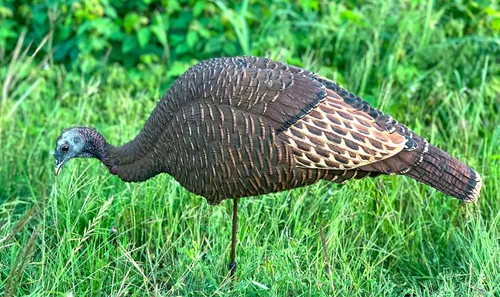Miniatura 6 de MOJO Outdoors Turkey Hunting Decoys and Accessories