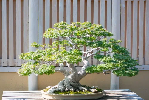 Miniatura 2 de Semillas de árbol de bonsái de arce japonés, material de bonsái apreciado (50 semillas)