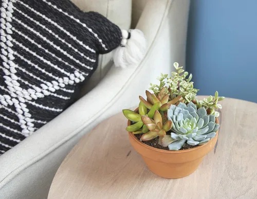 Miniatura 12 de Plants for Pets - Surtido de suculentas vivas en maceta de arcilla, jardinera para suculentas de jardín, regalos únicos de jardinería para amantes