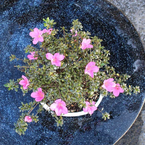 Miniatura 9 de Brussel's Bonsai Live Satsuki Azalea - Árbol bonsái floreciente - Grande, 8 años de edad, 10 a 14 pulgadas - Maceta de cerámica para bonsái