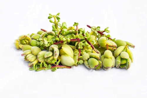 Miniatura 2 de Esquejes de suculentas vivas - Esquejes de suculentas a granel (paquete de 20) (Sedum Rubrotinctum Esquejes de suculentas)