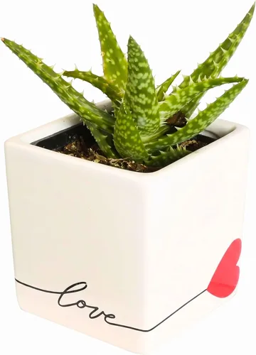 Costa Farms Hoya Heart - Planta tipo suculenta viva de interior, 5 pulgadas de alto, en recipiente de cerámica blanca en forma de globo