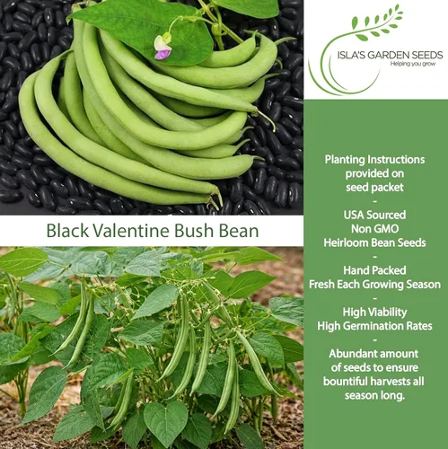 Miniatura 2 de Semillas de frijol arbusto "Black Valentine", más de 50 semillas tradicionales por paquete, semillas sin OMG, (semillas de jardín de Isla), nombre