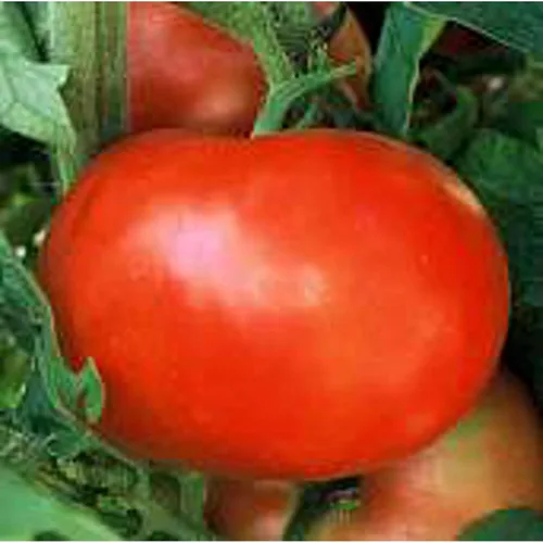 Semillas de tomate supersónico (40 semillas) para plantar, granja, cultivo en jardín, invernadero, vegetales, frutas