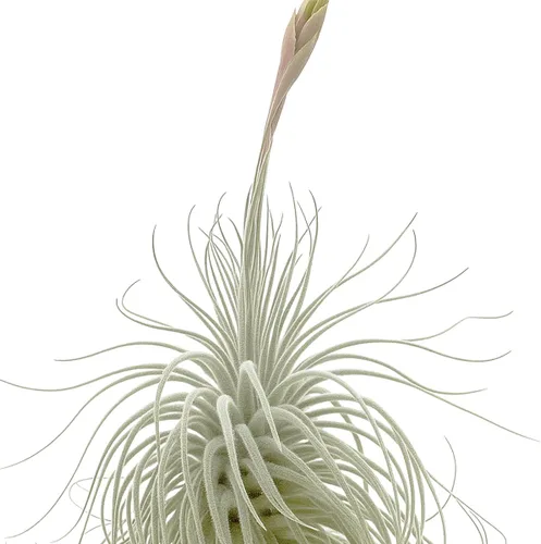 Miniatura 40 de ragnaroc Air Plants - Floración Tillandsia Bulbosa Belice, gigante de 7-9 pulgadas, 1 unidad, llegada en vivo garantizada, plantas