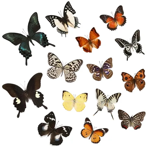 WTUAWB 6 piezas de mariposa de taxidermia real – especímenes de producción creativa de bricolaje, animales de taxidermia para caja de sombra