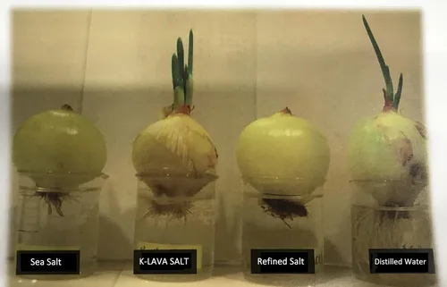 Miniatura 7 de K-LAVA SALT — Sal de bambú número 1 de Corea: original 9x, cristal, 2.47 onzas