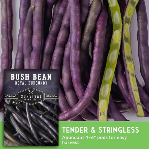Miniatura 6 de Survival Garden Seeds - Semilla de frijol burdeos real para plantar - Paquete con instrucciones para plantar y cultivar frijoles morados sin hilo