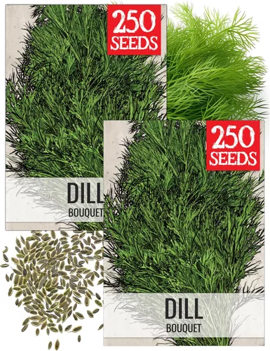 Miniatura 10 de Seed Needs Semillas de eneldo para plantar ramos de hierbas, semillas de hierbas sin OMG y sin tratar para plantar un jardín cultivado en casa