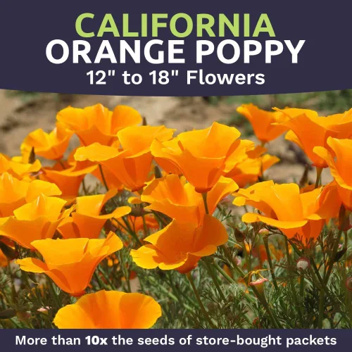 Miniatura 4 de Semillas de flores silvestres de amapola naranja de California, paquete a granel de 1 onza, más de 20,000 semillas nativas, flor del estado