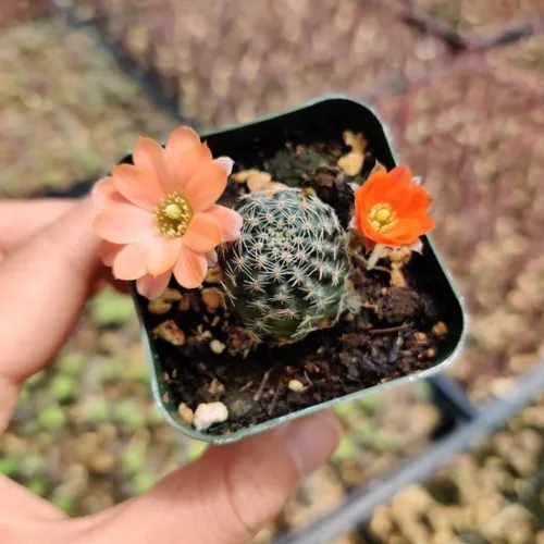 Miniatura 5 de Plantas de cactus vivos para decoración de oficina en casa (cactus anciana de 2 pulgadas)