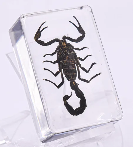 Miniatura 6 de 44mm de escorpión negro real en resina de lucite transparente cristalina, especímenes de artesanía, insectos de varios animales, colección