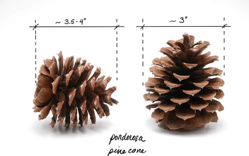 Miniatura 3 de Review Outdoor Gear 5, 8, 10 o 12 ponderosas decorativas de 3 a 3.5 pulgadas, conos de pino sin aroma, decoración del hogar, para otoño e invierno