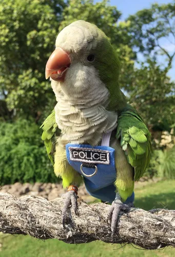Miniatura 4 de Trajes y pañales de vuelo de aves Poli(L) - Reutilizables, impermeables, suministros para pájaros para mascotas