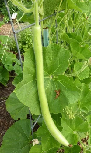 Miniatura 3 de Semillas Calabash Calabash Long Gourd Lagenaria Serpantine Heirloom Vegetal para plantar sin OMG