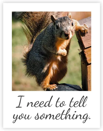 Miniatura 7 de Articulate Squirrel - Tarjeta de felicitación divertida – Interior en blanco – Necesito decirte algo – 1 tarjeta – Sobre de papel kraft