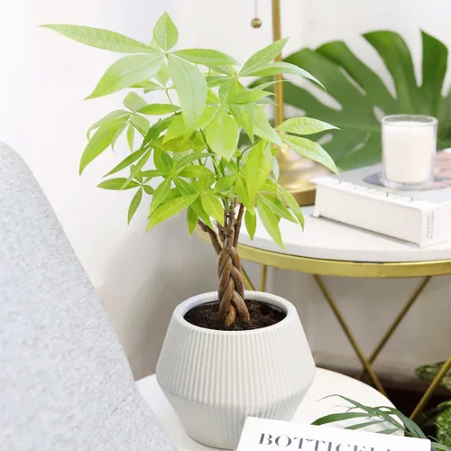 Miniatura 4 de Árbol de dinero trenzado de tocón de Pachira (4 pulgadas), plantas de interior de la suerte, plantas de interior decorativas únicas de 4/6 pulgadas