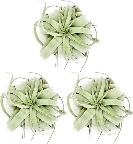 Miniatura 25 de ragnaroc Plantas de aire – Tillandsia Xerographica, gigante de 9-14 pulgadas – 1 unidad – Llegada viva garantizada – Plantas