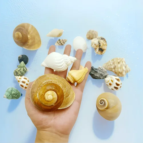 Miniatura 2 de 16 conchas naturales de cangrejo ermitaño de 1.6 a 3.3 pulgadas, turbo de crecimiento para cangrejos grandes a medianos y pequeños, para cangrejos