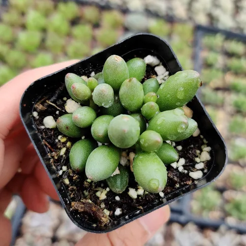 Miniatura 3 de Plantas de Cactus Suculentas Vivas (Maceta de 5 cm Echeveria Minima)