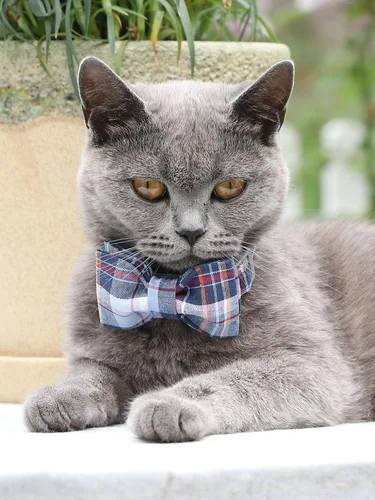 Miniatura 6 de Lionet Paws Collar para perro y gato con corbata de moño, hebilla de plástico ajustable, collar de cuadrícula para perros pequeños, medianos