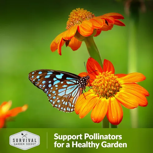 Miniatura 5 de Survival Garden Seeds - Semilla de girasol mexicano para plantar - Paquete con instrucciones para plantar y cultivar Tithonia Rotundifolia en tu