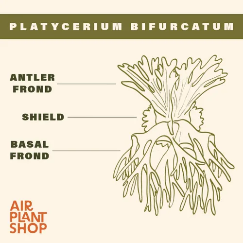 Miniatura 7 de Air Plant Shop Helecho cuerno de ciervo montado en una tabla de cedro - al por mayor y a granel - Live Platycerium bifurcatum - Plantas