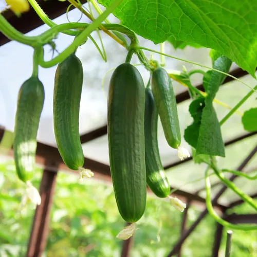 Miniatura 5 de The Old Farmer's Almanac Heirloom Tendergreen - Semillas de pepino sin eructos – Premium sin OMG, polinizado abierto, reliquia, origen
