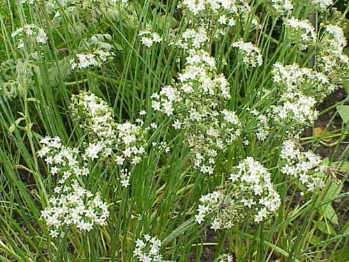 500 semillas de cebollino de ajo, reliquia, sin OMG, semillas siempre frescas. Semillas de siembra para el jardín de verduras y hierbas en el hogar