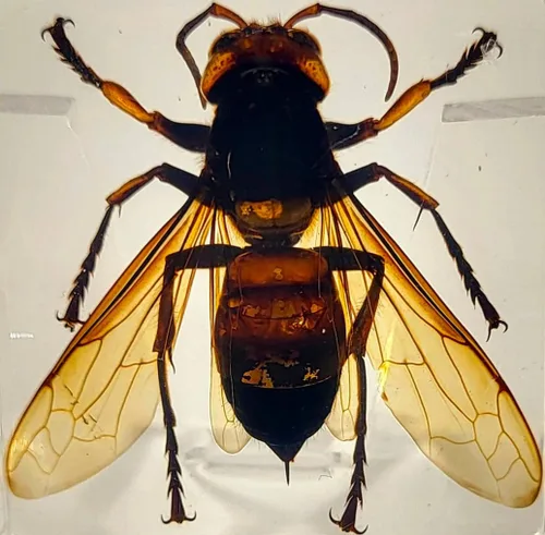 Miniatura 20 de 44mm Escorpión real asiático gigante en resina de lucite transparente cristal, especímenes de artesanía, insectos de animales varios, colección