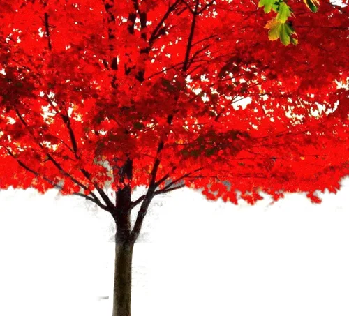 Árbol de sombra de arce rojo americano, planta viva enviada de 2 a 3 pies de alto por DAS Farms