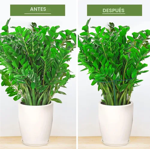 Miniatura 5 de LEOBRO Estacas de soporte para plantas, 6 jaulas y soportes de peonía, estacas de metal para jardín, estacas de apoyo para plantas, para peonía