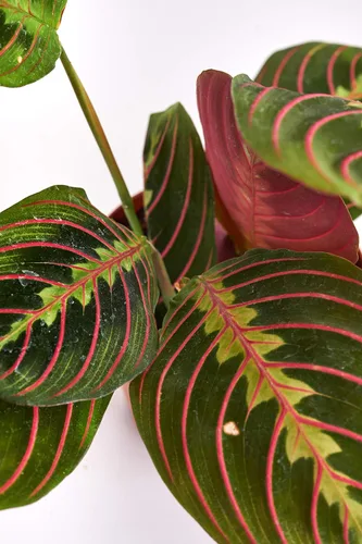 Miniatura 2 de Hirt's Red Prayer Plant - Maranta - Planta de interior fácil de cultivar - Maceta de 4 pulgadas