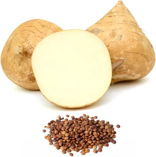 Bmore Spicy Jicama - Semillas de ñame mexicano (Pachyrhizus erosus), reliquia sin OMG para plantar, 20 semillas frescas para jardinería interior y