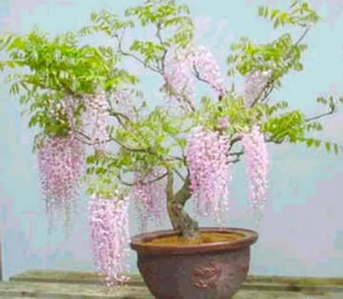 Raras semillas de bonsái de wisteria rosa, 5 semillas - Bonsái florecido altamente valorado - Wisteria japonesa Floribunda