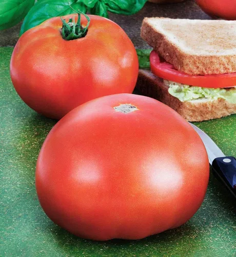 Miniatura 2 de Park's Whopper Mejorado F1 Hybrid Tomate Seeds - Hermoso tomate rojo grande y sabroso (10 - Semillas)