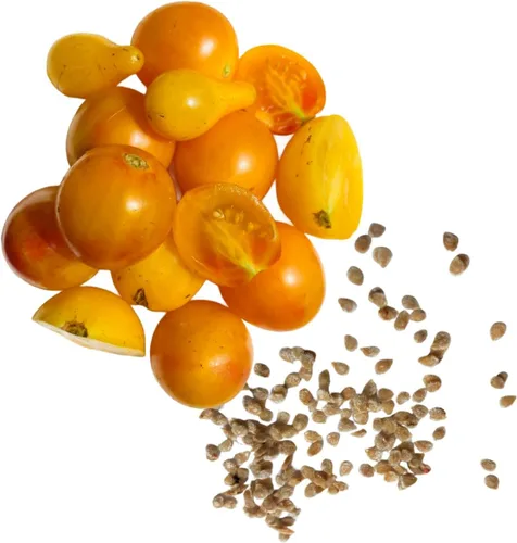 Miniatura 4 de Dot's Little Yellow Tomate Seeds (Solanum lycopersicum) 150 Semillas (0.02 oz)