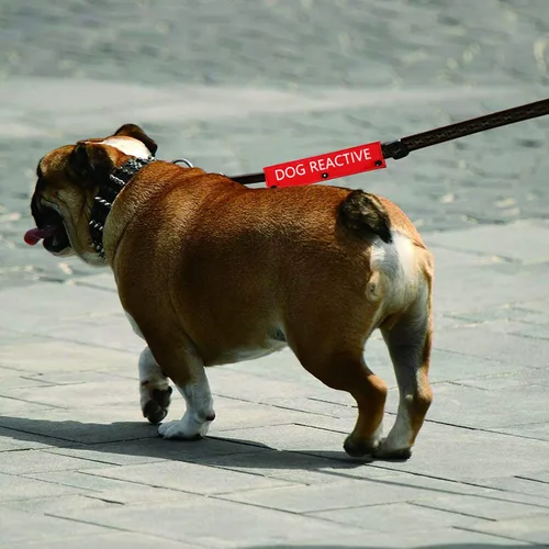 Miniatura 6 de Divertida funda para correa para perro, correa reactiva para perro, alerta, parche de identificación colgante, regalo de cumpleaños para mascotas
