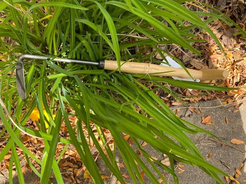 Miniatura 3 de DeWit Cape Cod Weeder con mango P-Grip, mano izquierda