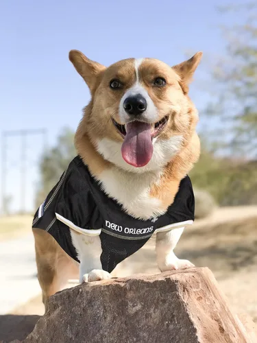 Miniatura 3 de Camiseta para perro de los New Orleans Saints, de la NFL, talla: L, el mejor atuendo de camiseta de fútbol americano para perros o gatos, con Santos