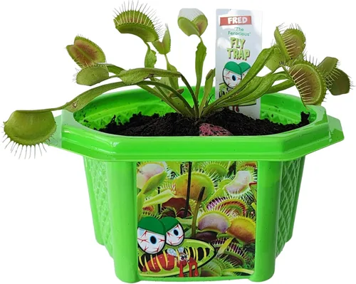 Miniatura 2 de Toys By Nature Venus - Juego de terrario para niños, divertido y fácil de cultivar, plantas alimentarias de insectos, kit completo de plantas