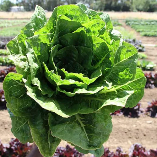Lechuga orgánica Parris Island Cos - 500 mg ~ 300 semillas - Semillas orgánicas, reliquia, polinizada abierta, sin OMG, jardinería agrícola y
