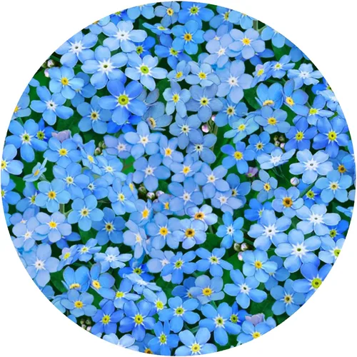 Miniatura 9 de Salvamanteles Poppy de 10" Amapola 10